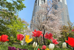 【募集情報】都営住宅の毎月募集について 2021年5月（臨時拡大）